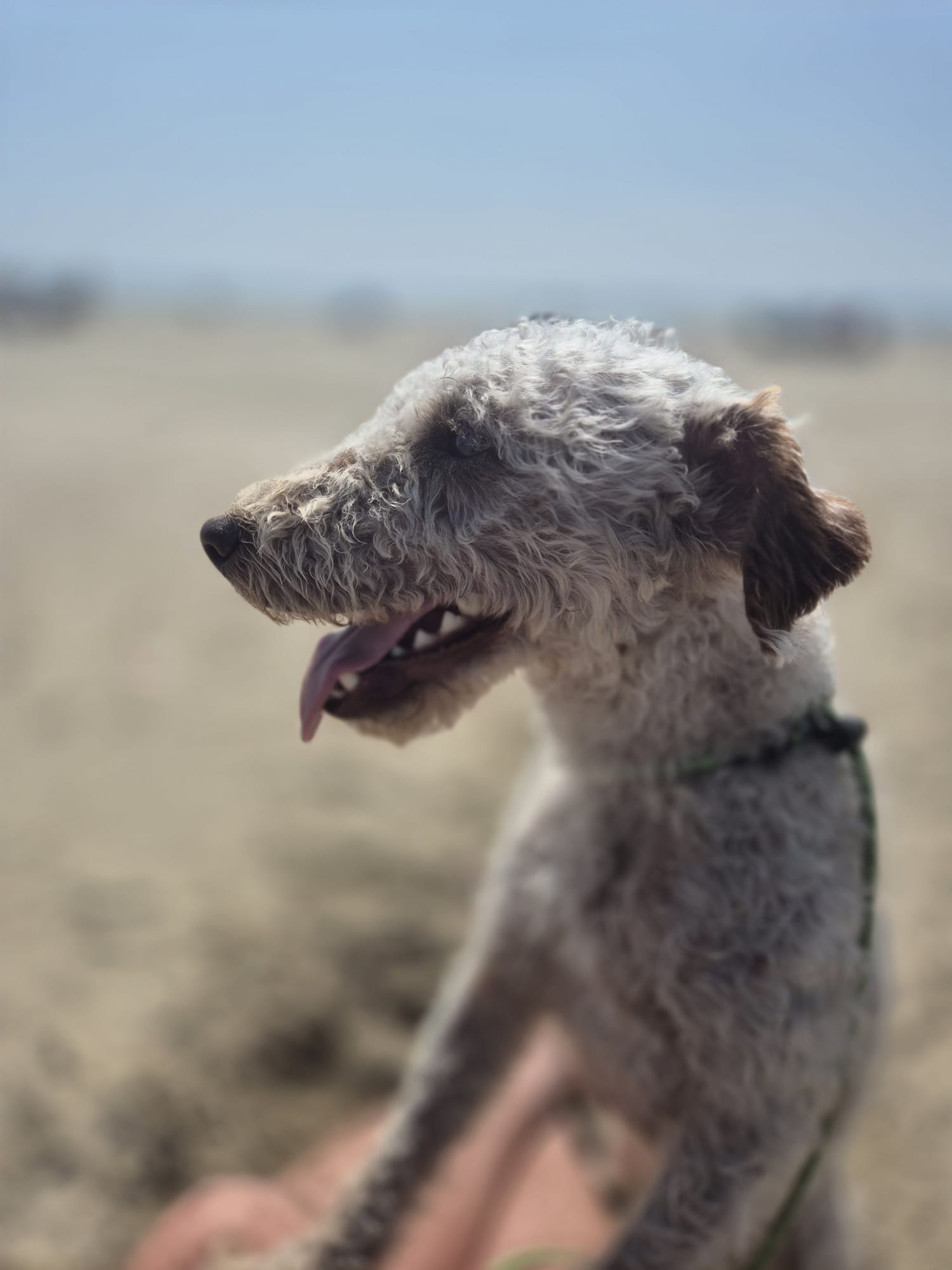 Shadow the Dog